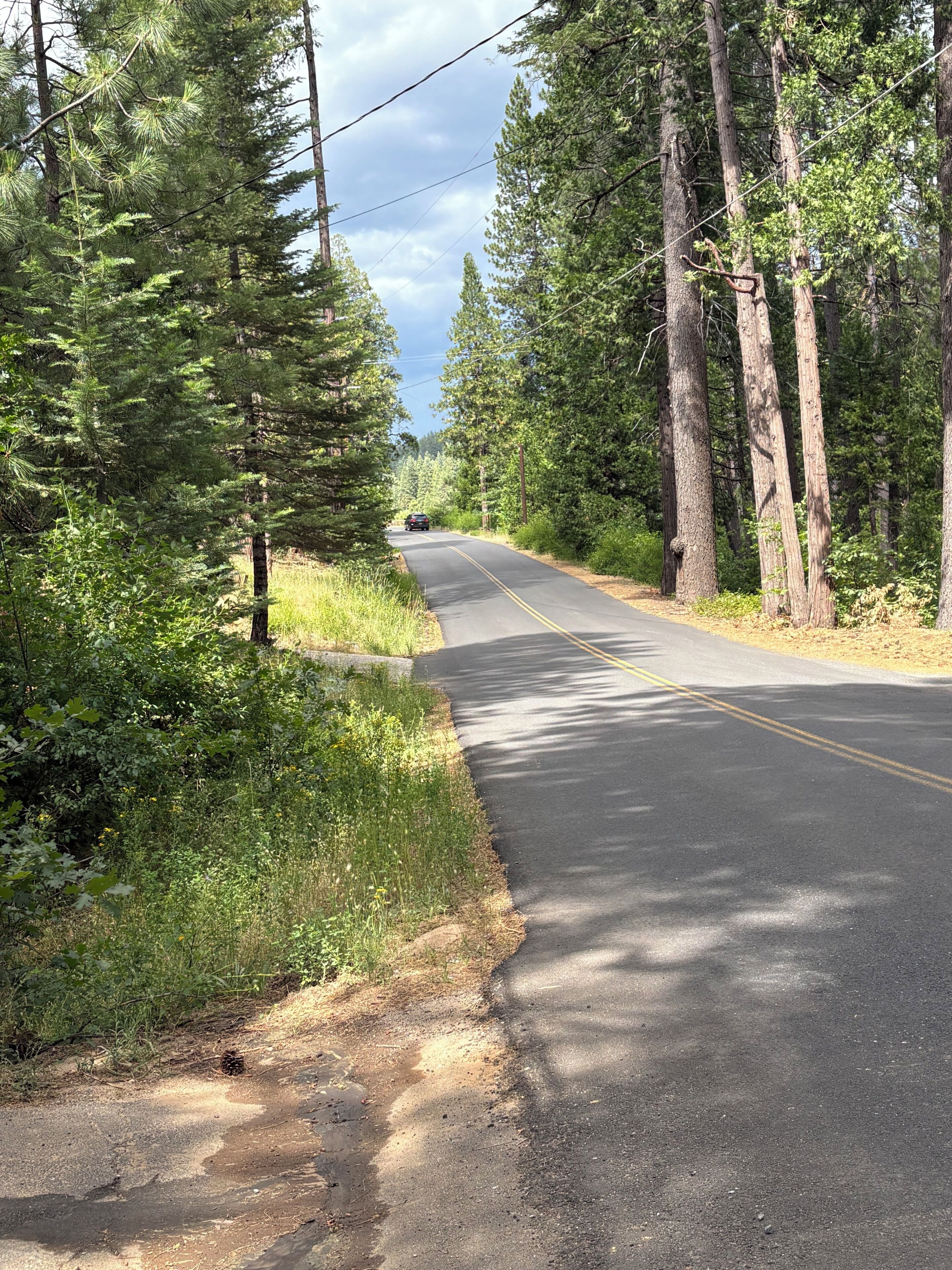 A paved road flanked by tall trees and greenery, with a clear sky above.
