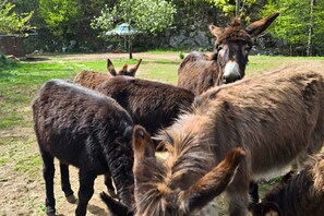Un grupo de burros en un entorno al aire libre con una zona de césped y árboles al fondo.