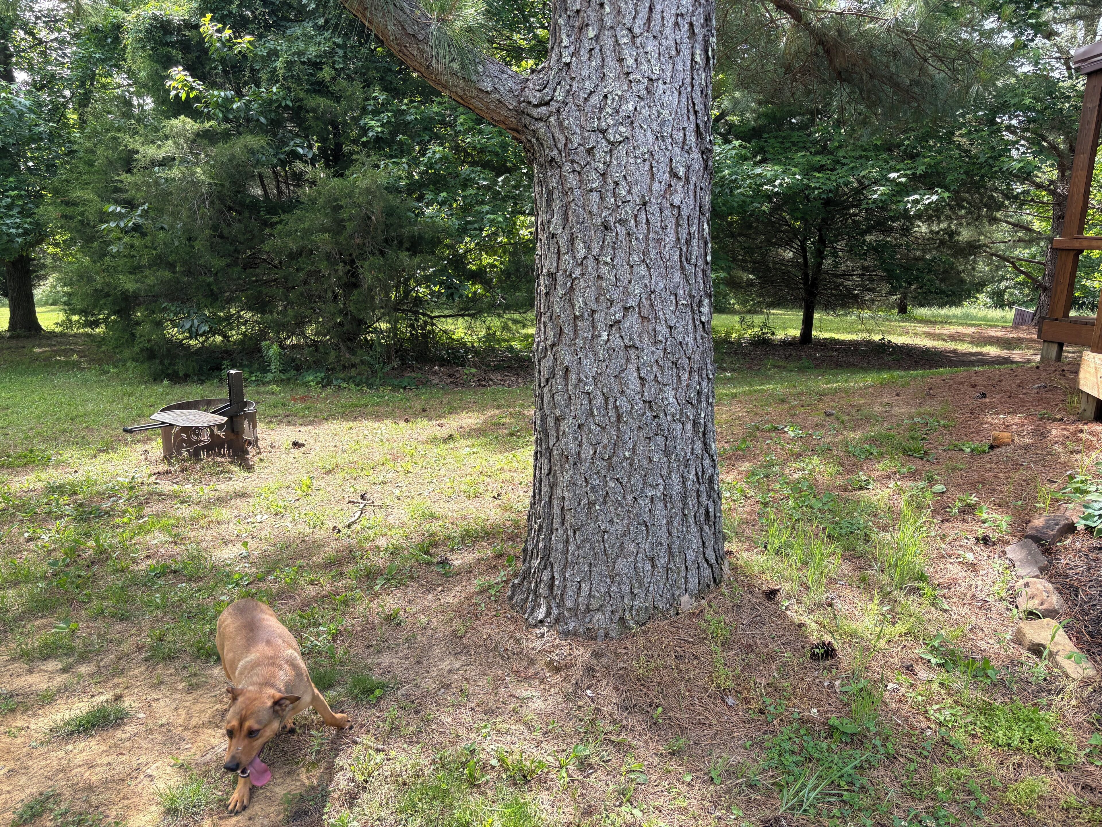 Un chien se trouve près d’un arbre dans une zone boisée, avec une table de pique-nique et une structure en bois en arrière-plan.
