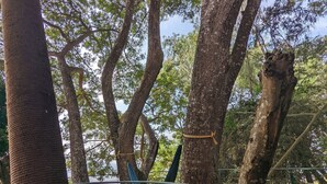 A wooden deck with a hammock, surrounded by large trees. - Waterwoods Lodge Kabini (Heggadadevankote)