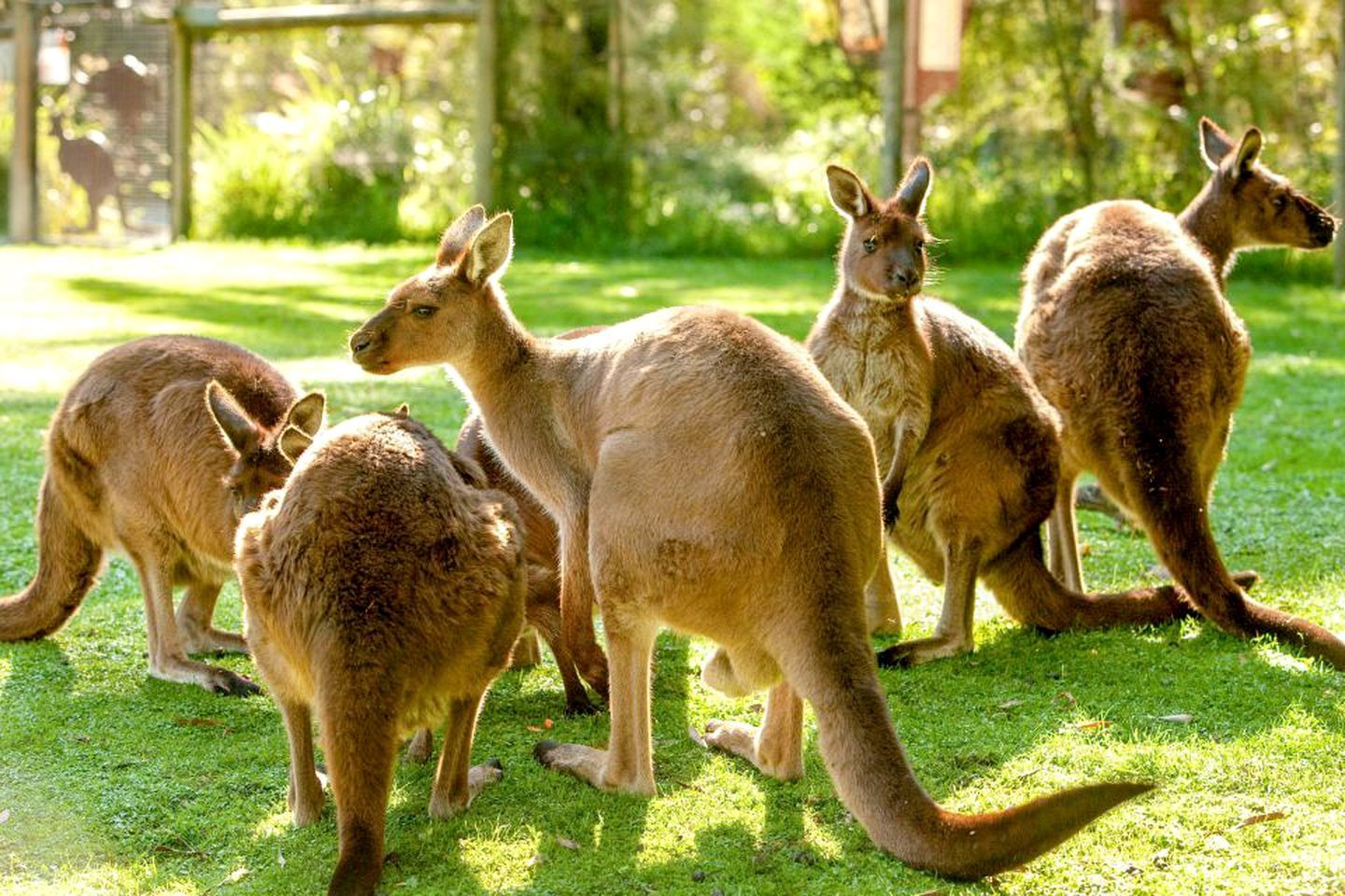 A group of kangaroos in a grassy outdoor area.