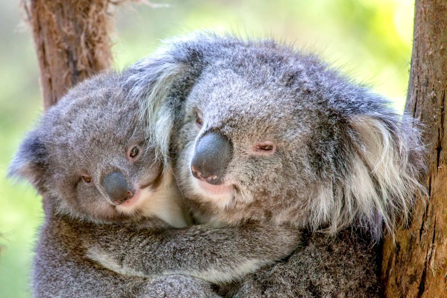 Two koalas resting on a tree branch.