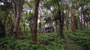 A forested area with a small structure surrounded by trees and dense foliage. - Container cabin retreat on a 70-acre Coorg estate with estate views (Siddapur)