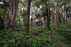 A forested area with a small structure surrounded by trees and dense foliage.
