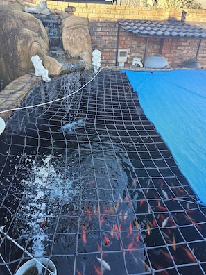 Ein Teich mit Koi-Karpfen, einem Netz als Schutzvorrichtung, einer blauen Plane und einer Ziegelwand im Hintergrund.