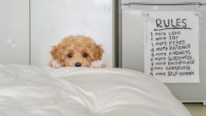 A small dog peeking over a bed with a white sheet, and a whiteboard with the word 'RULES' and a list of positive traits written on it.