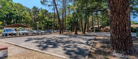 A campground with multiple RVs parked, surrounded by tall trees and a clear sky.