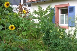 A house with a garden, including sunflowers and a tomato plant. - Holiday apartment with 2 bedrooms (Maikammer)