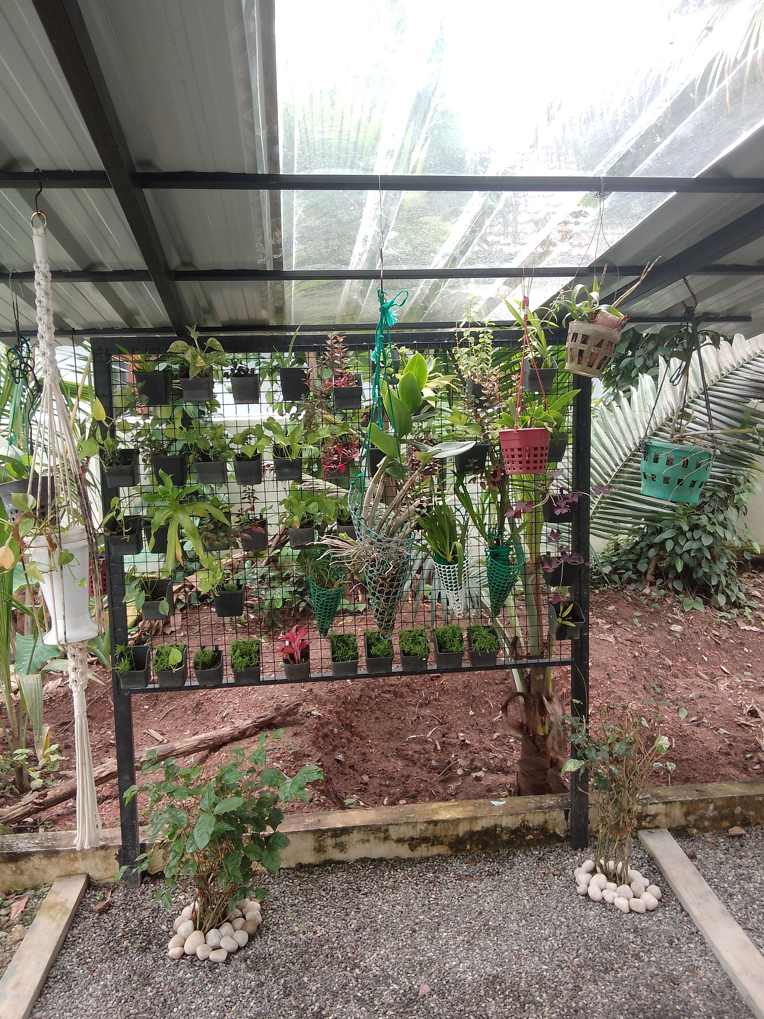 A greenhouse with various potted plants arranged on shelves and hanging from the ceiling.