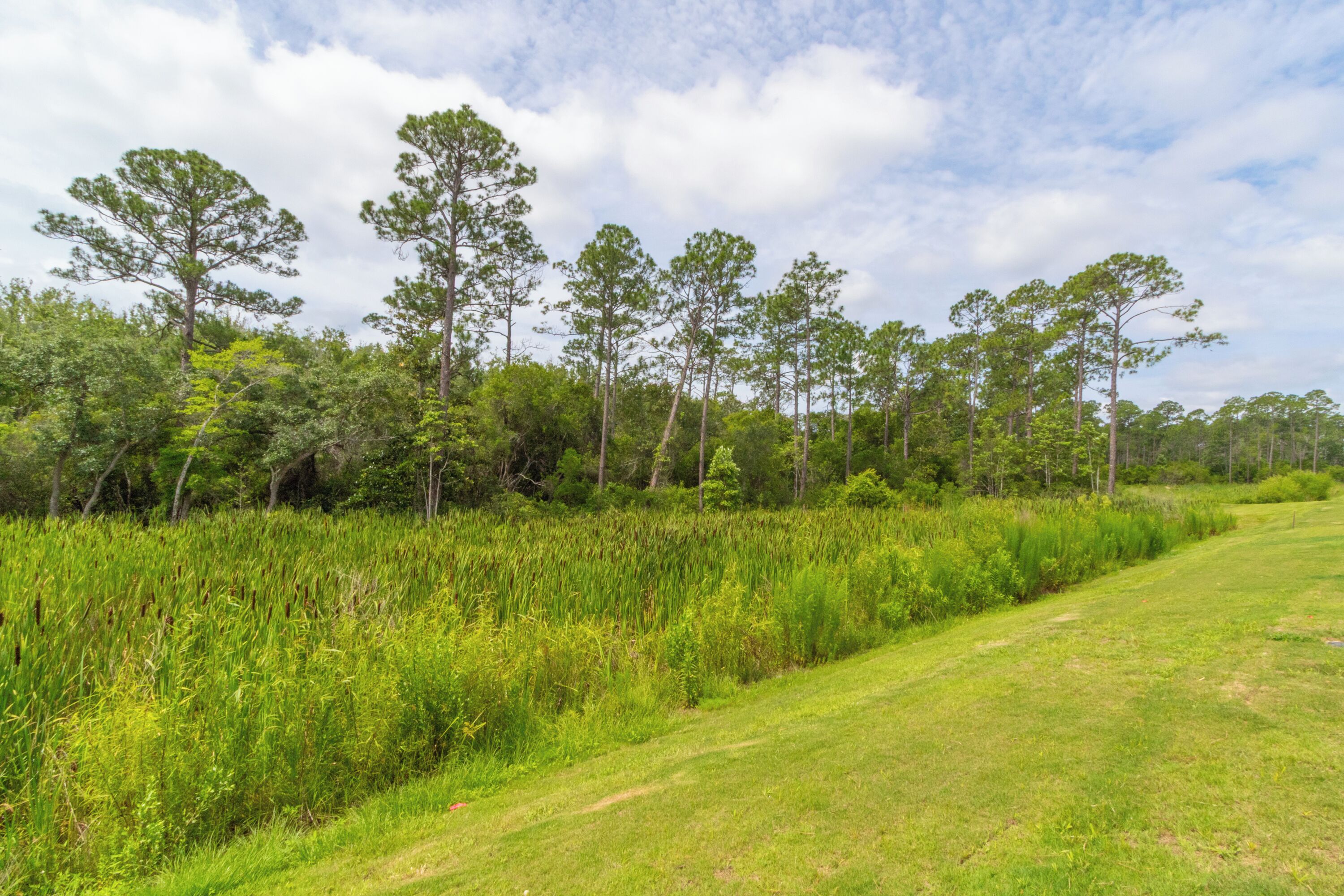 A grassy field with a path and trees in the background.