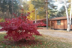 Eine Holzdiele mit einem Baum mit roten Blättern davor, umgeben von einem Wald.