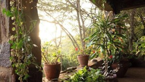 A rustic outdoor area with potted plants and a tree trunk. - Oloile - Home By The Park (Nairobi)