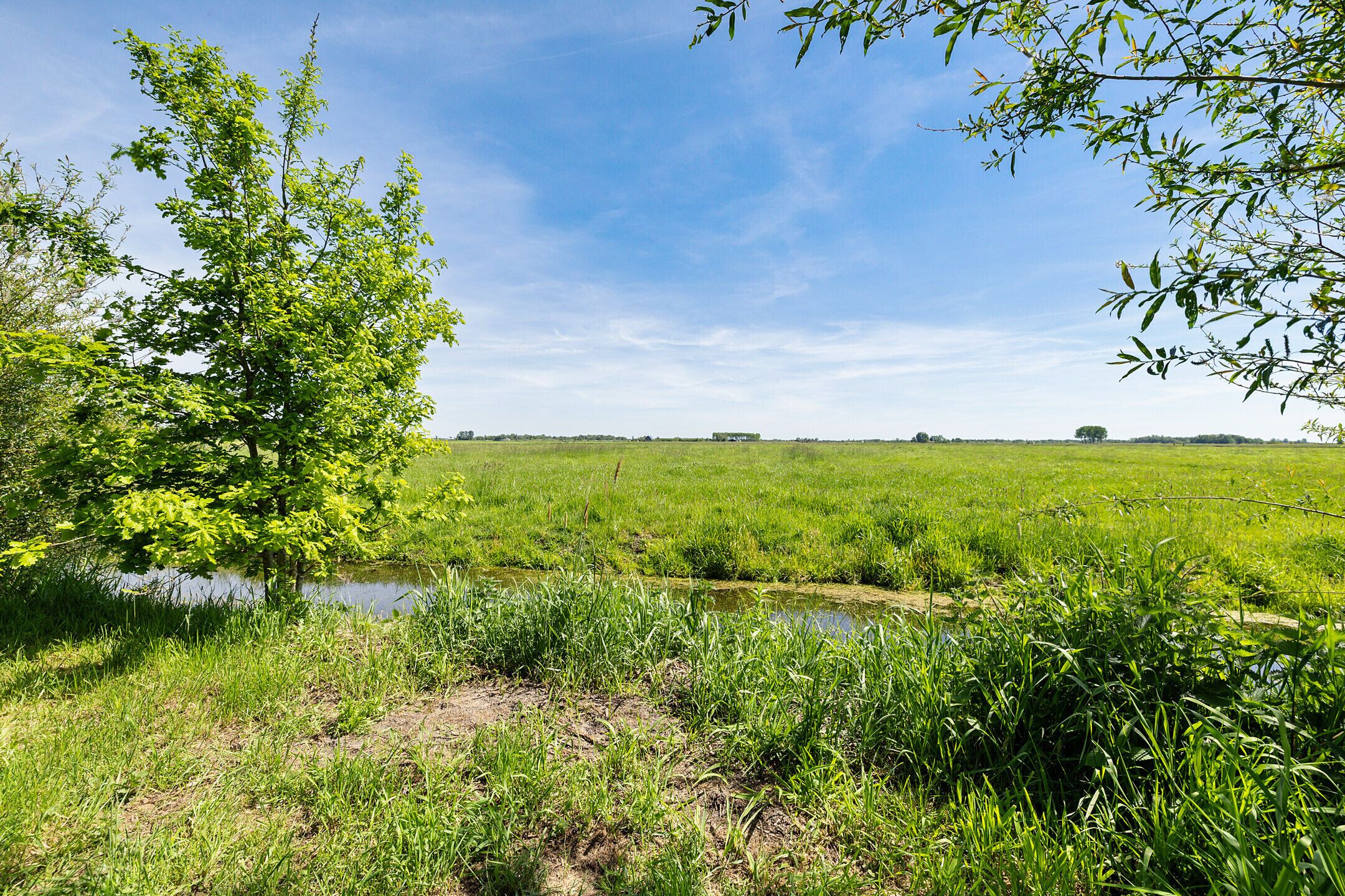 Eine natürliche Landschaft mit Baum, Wiese und einem kleinen Gewässer.