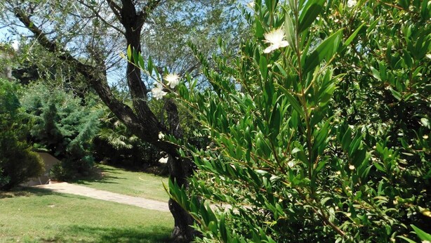 Un jardin avec un sentier, un feuillage dense et un grand arbre.