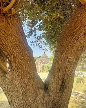 Ein Baum mit einer Steinstruktur im Hintergrund.