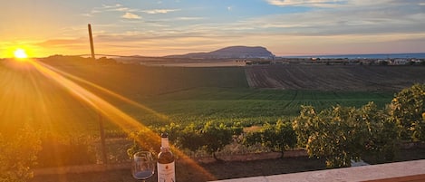 A vineyard with rows of grapevines, a bottle of wine, and a glass on a balcony overlooking the fields.