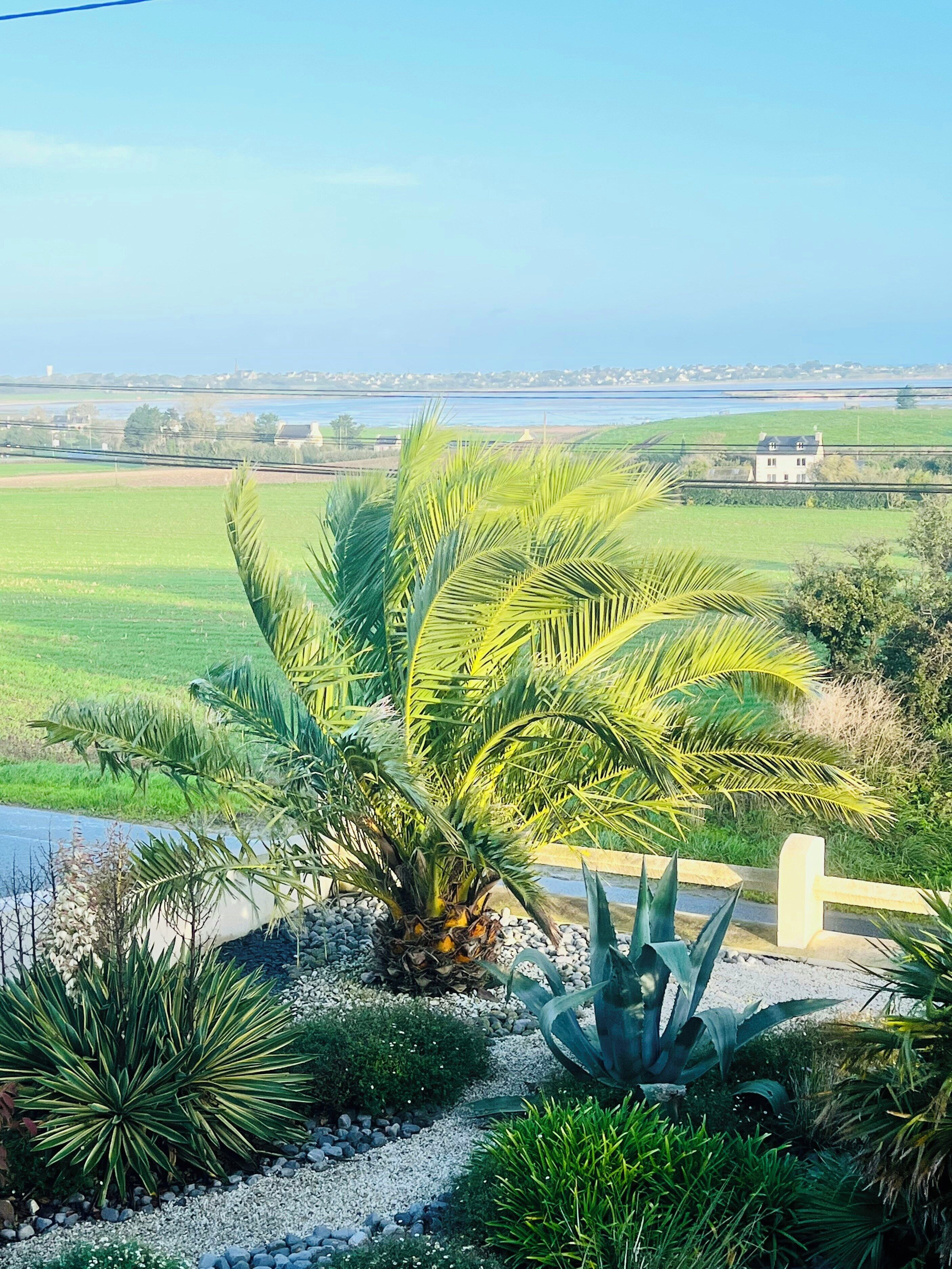 Ein Garten mit Palmen und Agaven, ein gepflasterter Weg und ein Blick auf ein entferntes Haus und Felder.