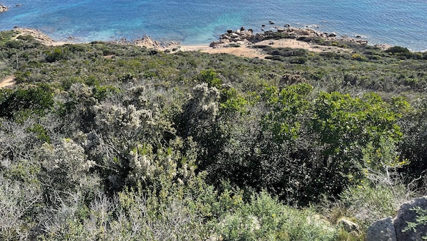 Eine Küstenlandschaft mit felsigem Gelände, dichter Vegetation und freiem Blick auf den Ozean.