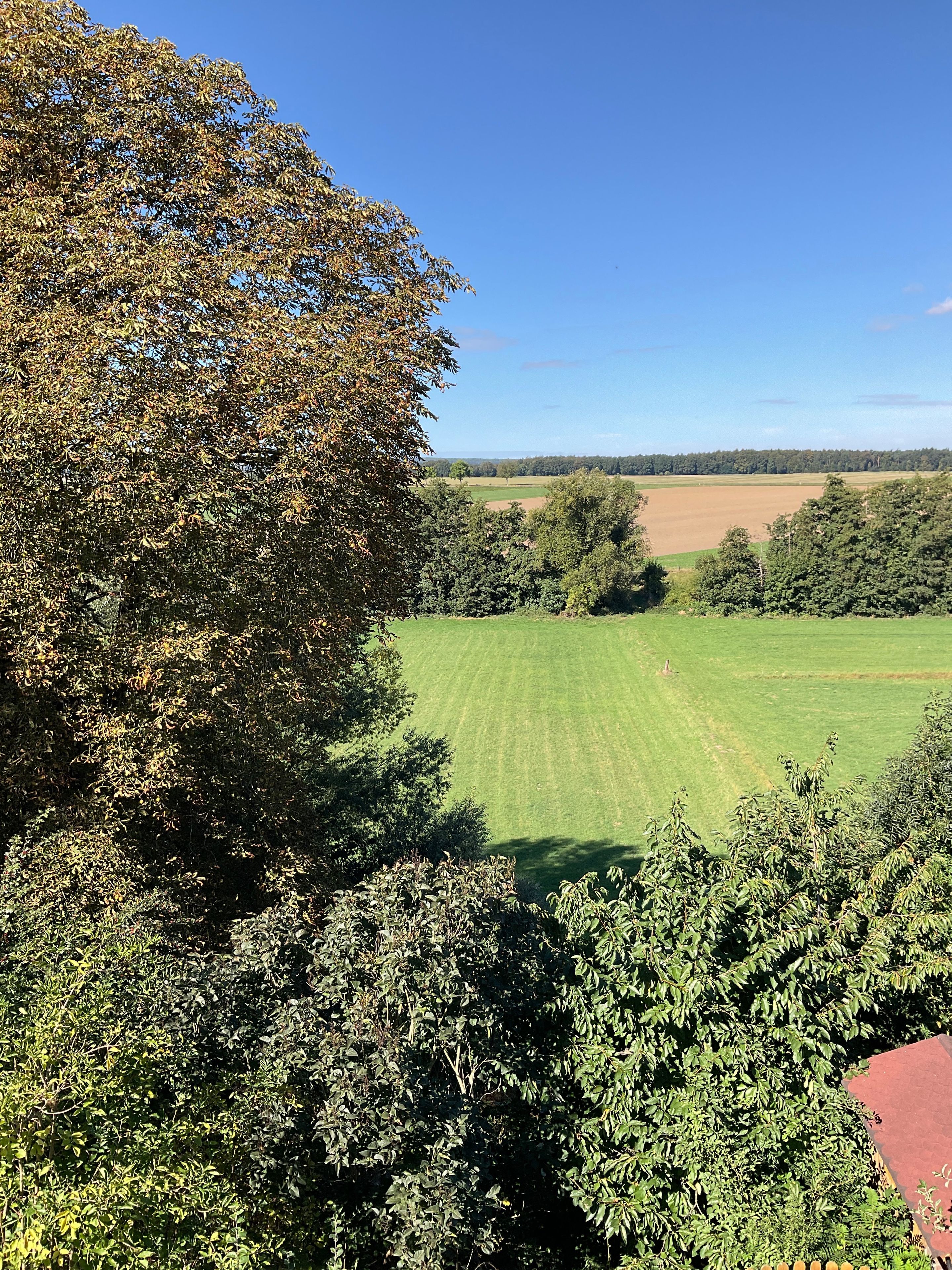Uitzicht op een groen veld met bomen op de voorgrond en een heldere lucht.