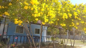 A house with a blue exterior, surrounded by trees with yellow flowers.