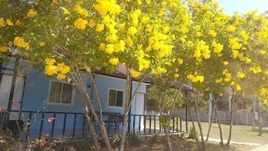 Uma casa com fachada azul, rodeada por árvores com flores amarelas.