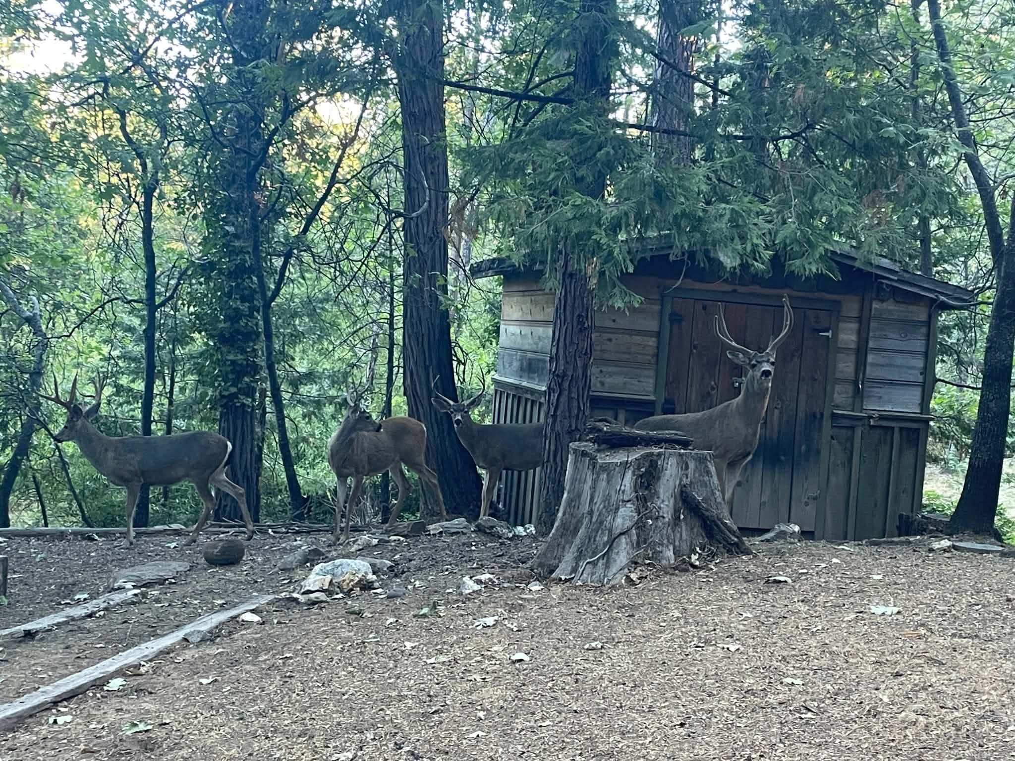 A rustic cabin surrounded by a forest with deer.