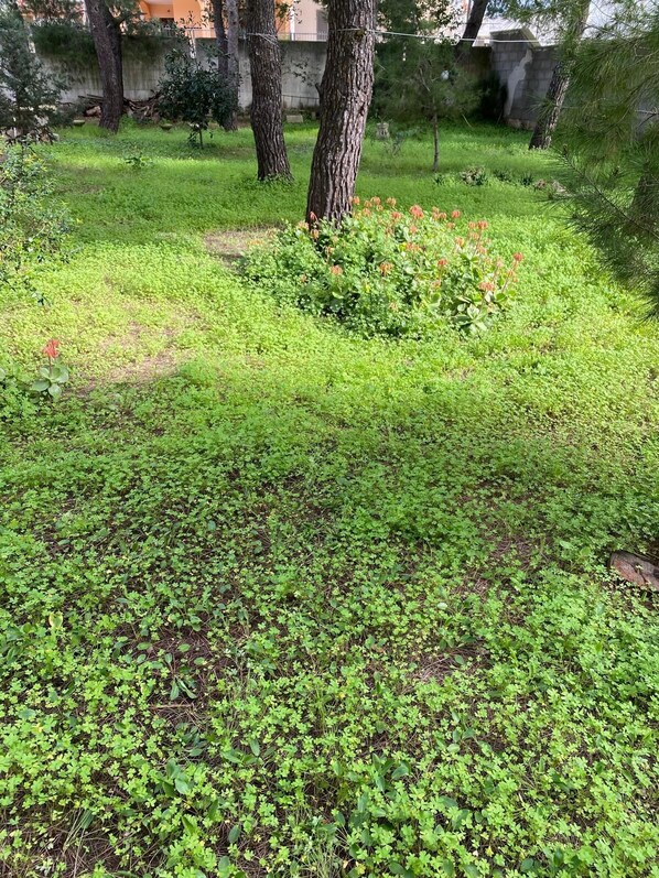 A garden with various plants and trees. - Villa ferruccio (Scala di Furno)