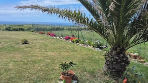 A grassy area with a palm tree, potted plants, and a fence.