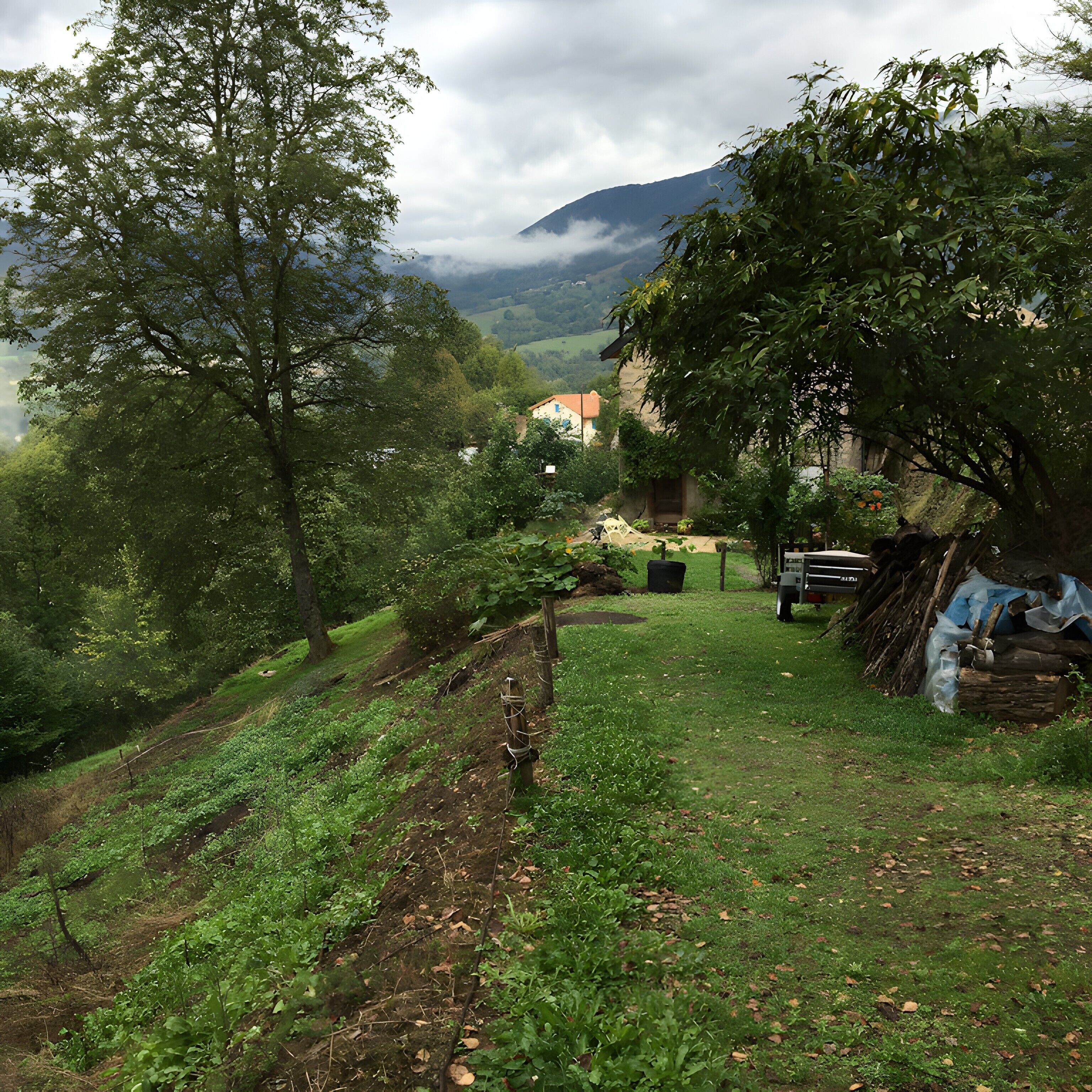 A rural landscape with a vineyard, trees, and a building in the background.
