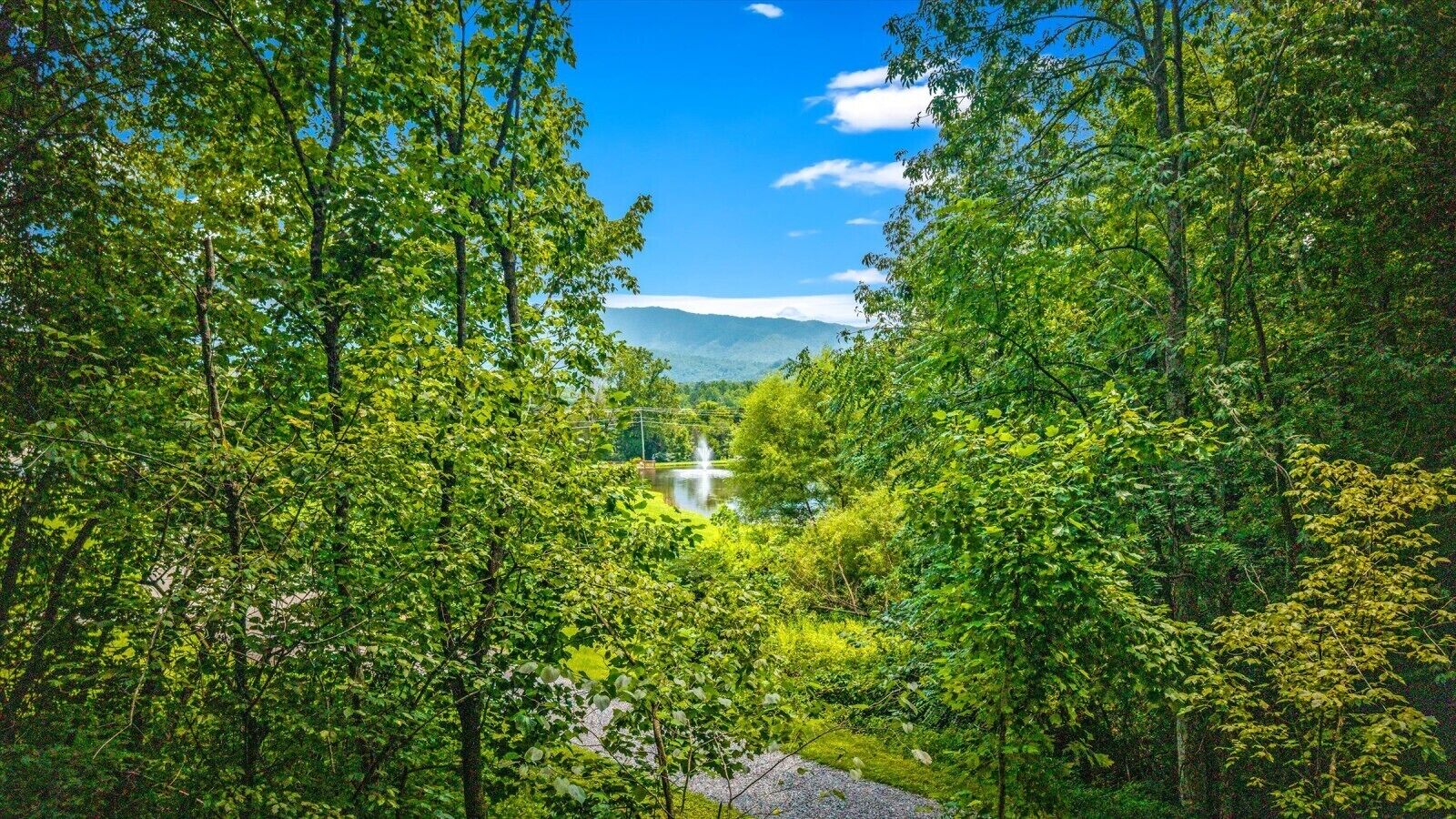A lush green forest with a clear sky and a distant view of a mountain range.