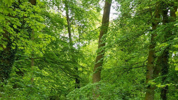 Ein Waldweg mit dichtem Grün und weißen Blüten.