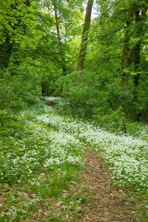 Property grounds - Javelin Cottage at Stancombe Park (Dursley)