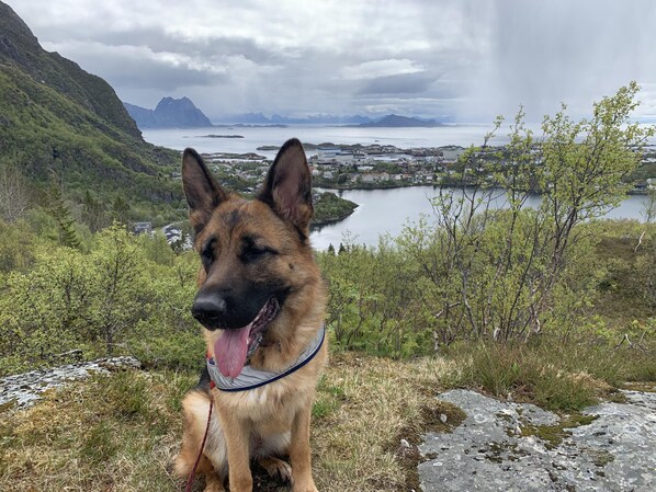 Un cane seduto su una zona erbosa con un paesaggio montuoso e un lago sullo sfondo.