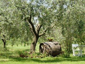 Property grounds - Vrbo Property (Zagarolo)