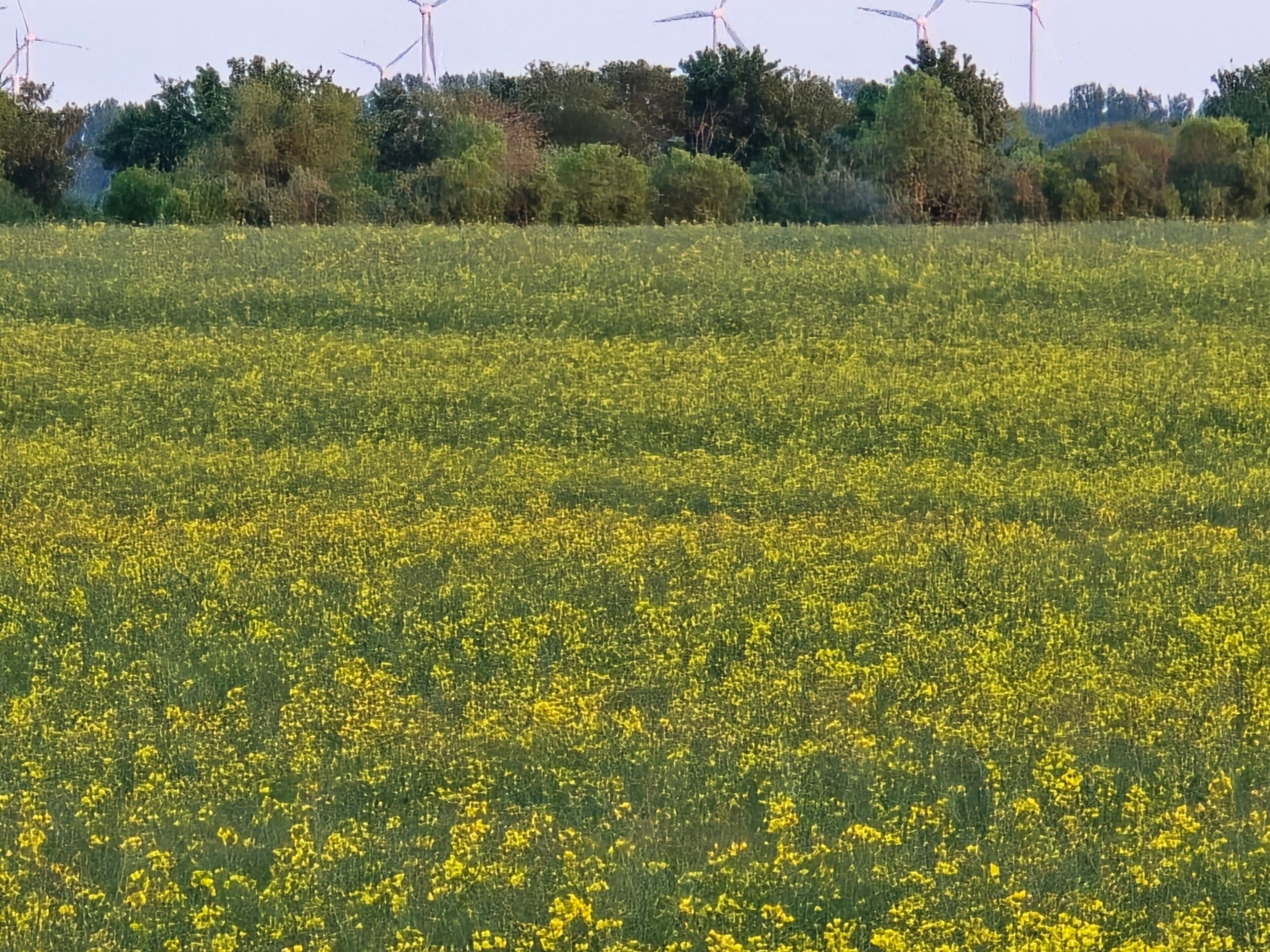 A field of yellow flowers with wind turbines in the background.