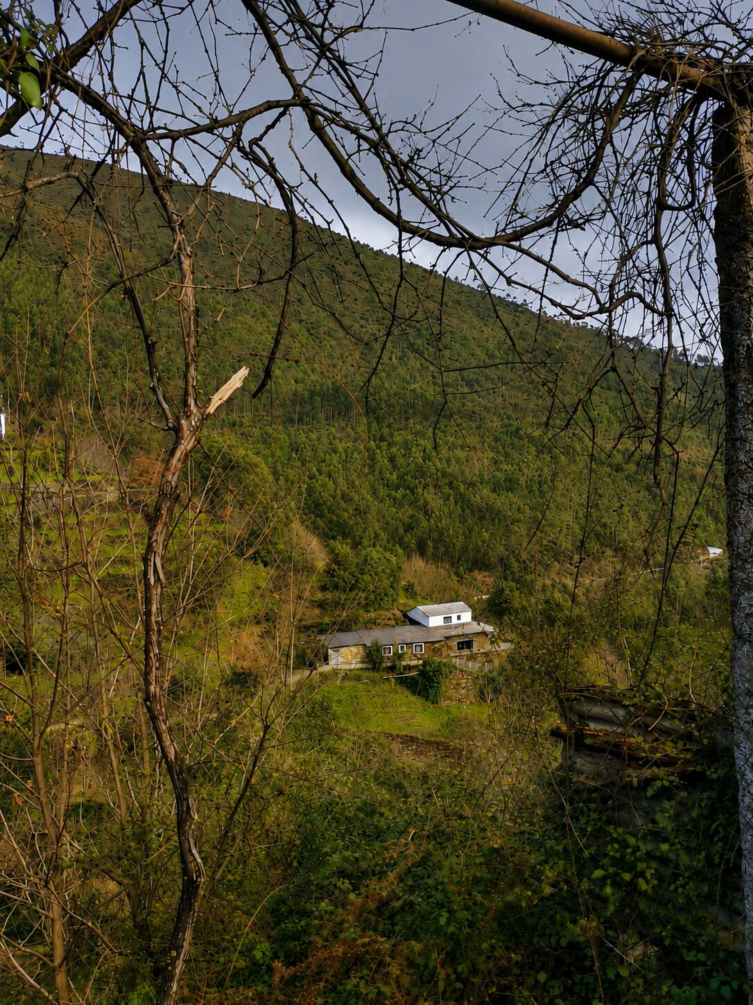 Una casa rodeada de un bosque frondoso y colinas.