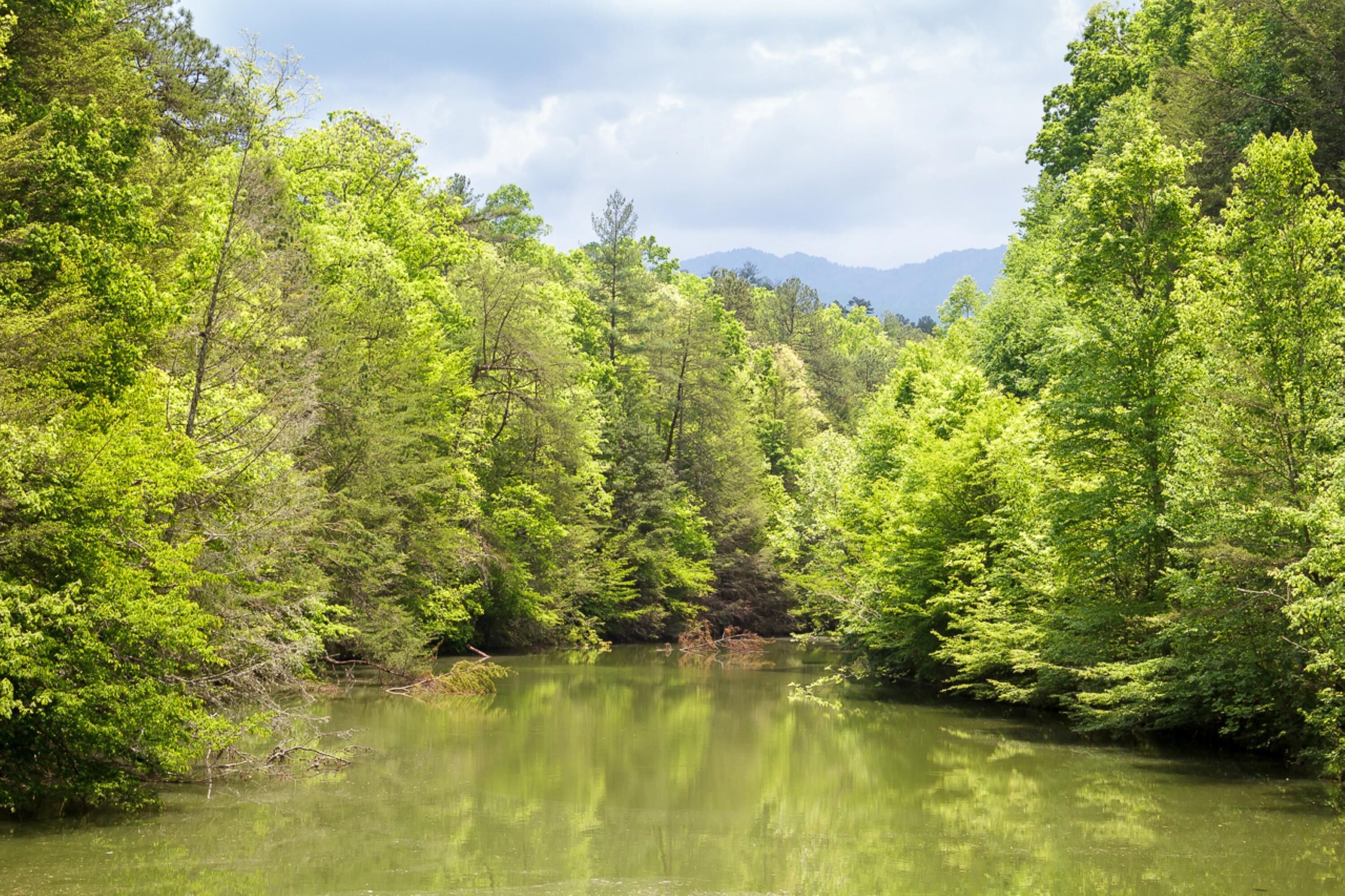 A forested area with a calm river, dense trees, and mountains in the background.