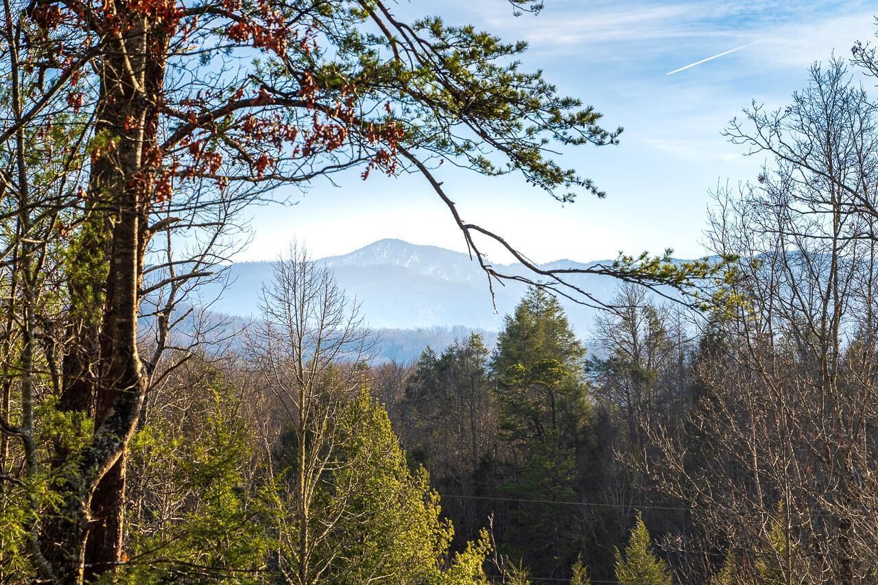 A forested landscape with a mountain in the distance.