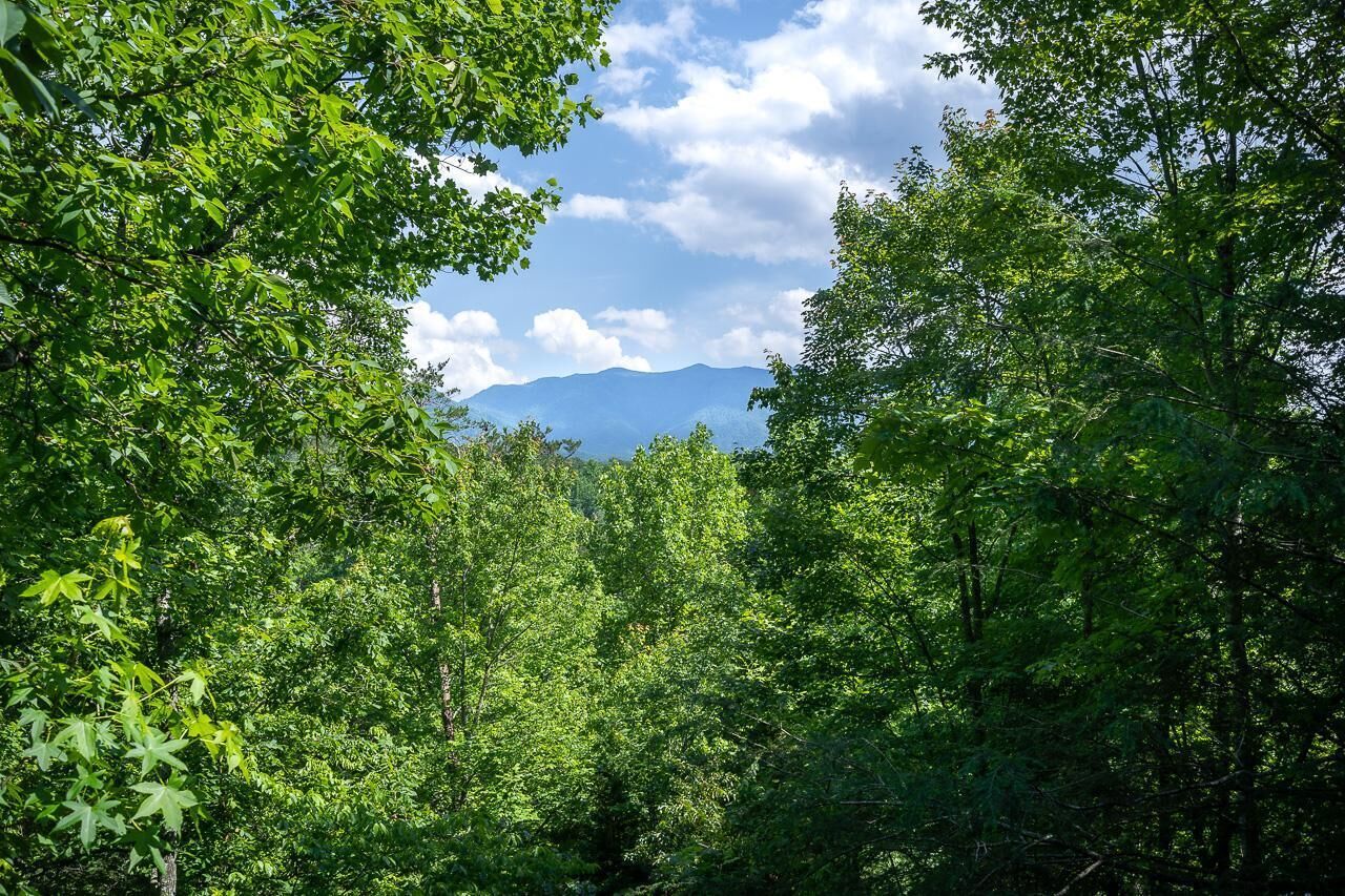Ein dichter Wald mit einem Berg im Hintergrund.
