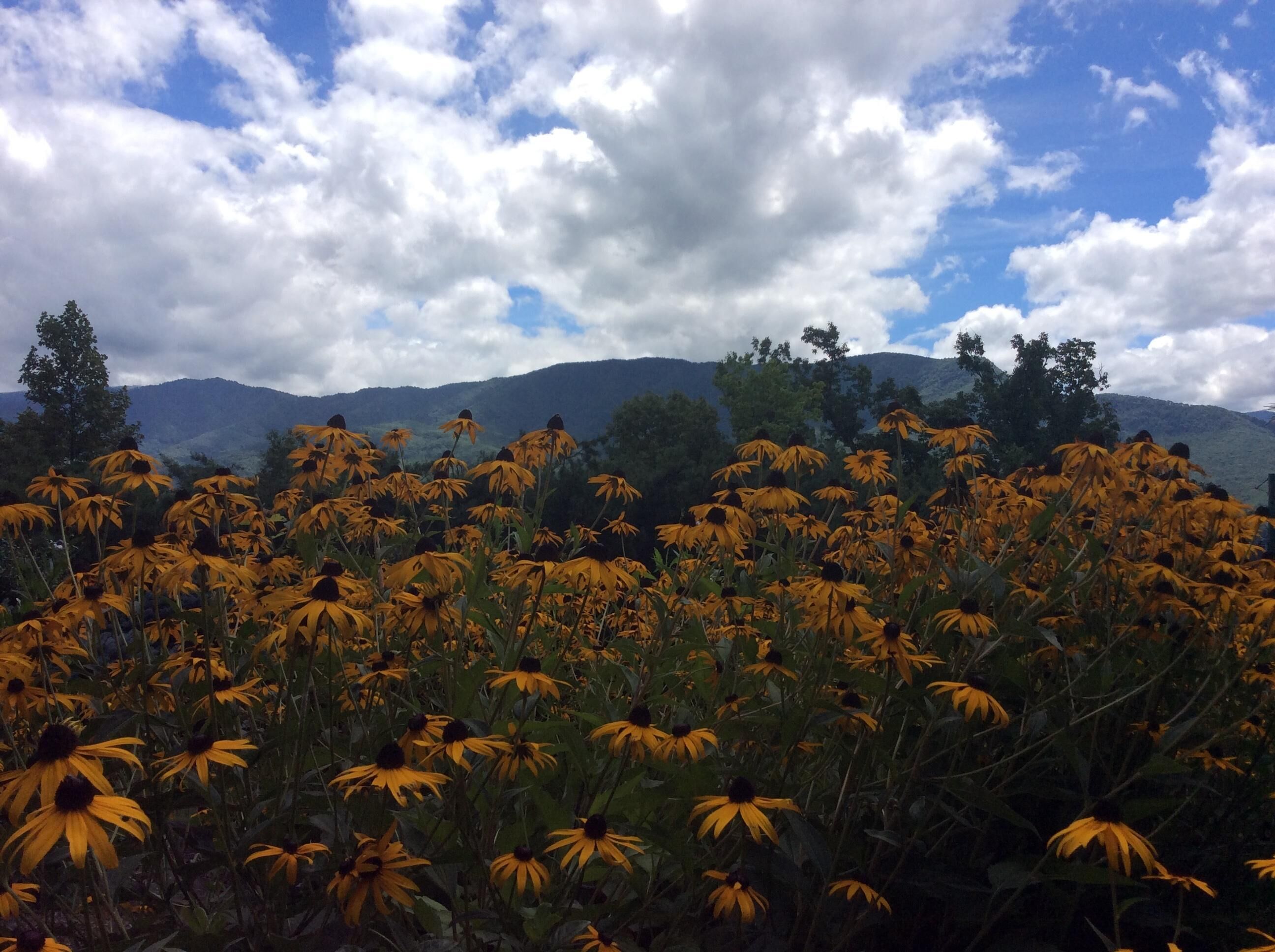 Um campo de flores amarelas com montanhas ao fundo.