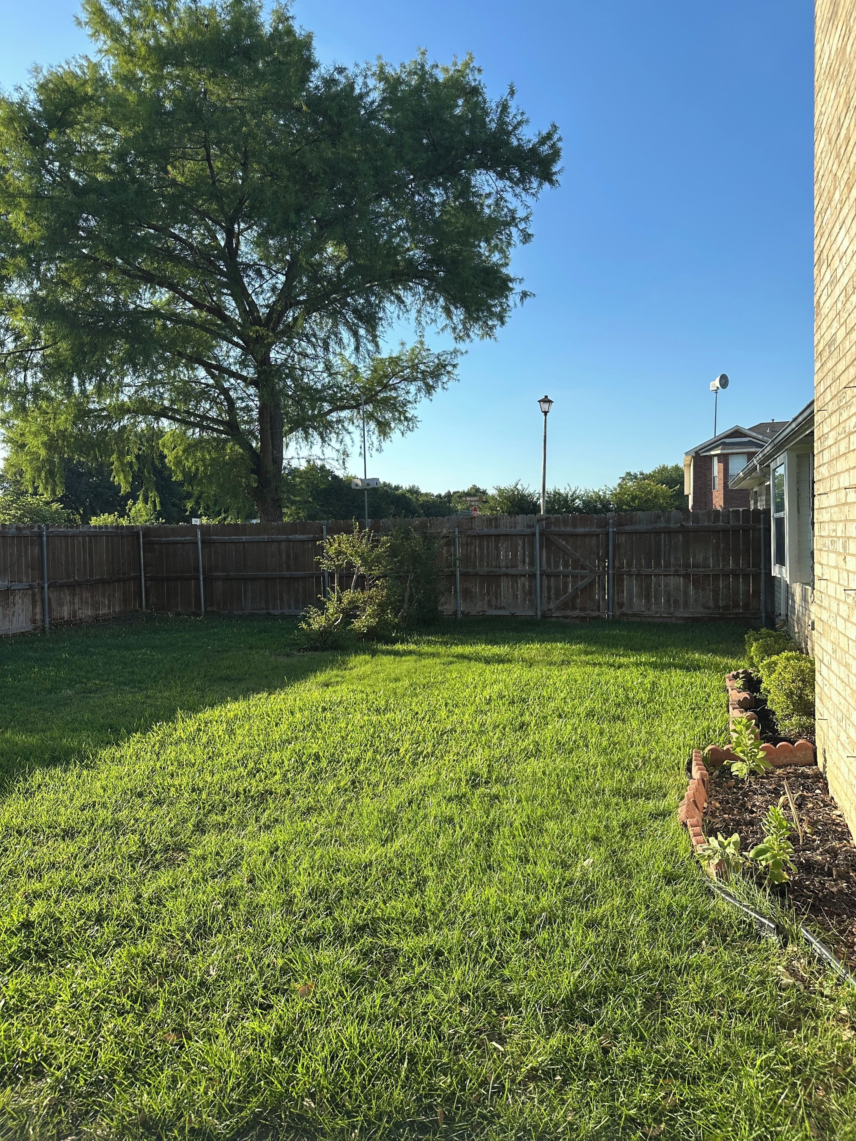A backyard with a lawn, a tree, a wooden fence, and a brick wall.