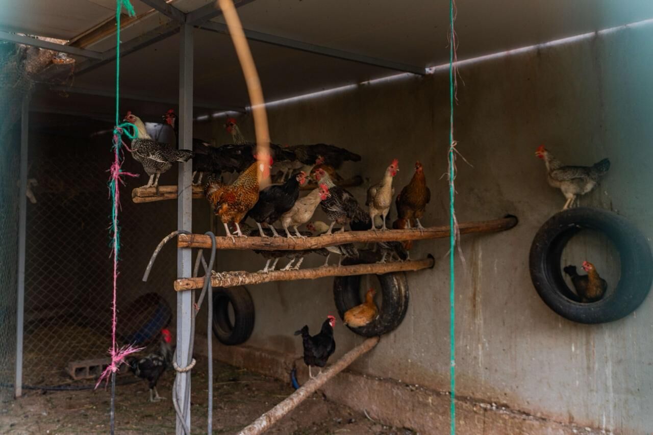 A chicken coop with multiple levels, a wire mesh enclosure, and a tire hanging on the wall.