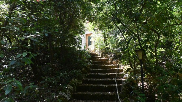 Eine Treppe, umgeben von dichtem Grün, die zu einem Hauseingang führt.