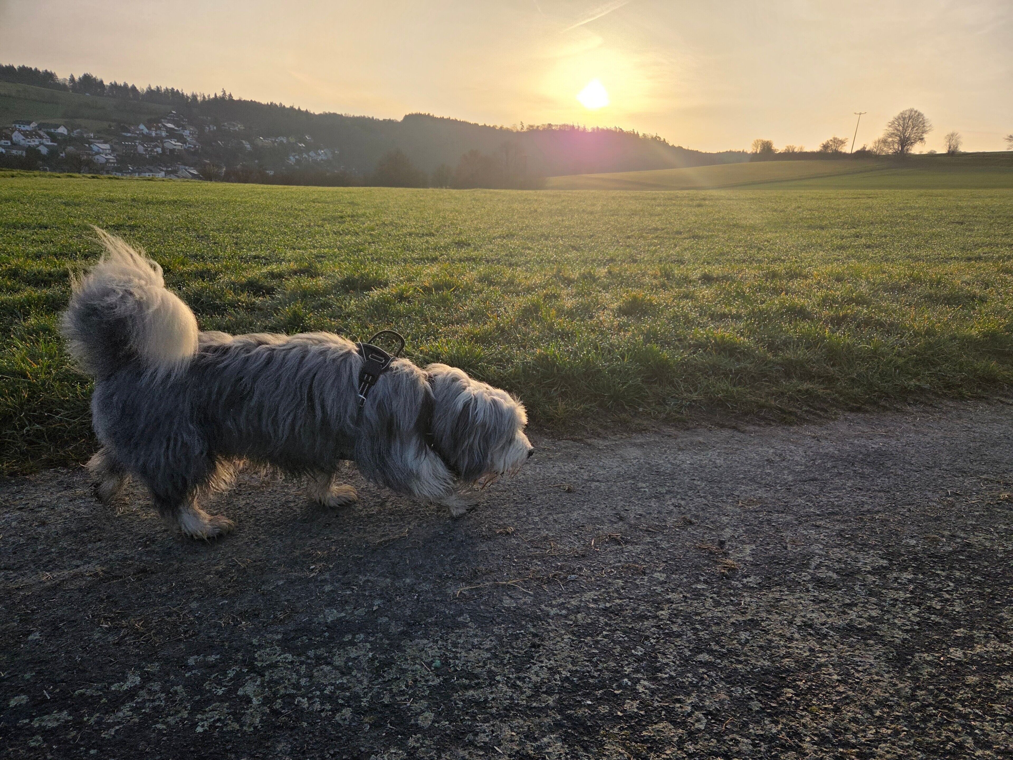 Een hond loopt over een grindpad, met een grasveld en een heuvel op de achtergrond.