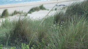 Una spiaggia con dune sabbiose e vegetazione in primo piano, una spiaggia di sabbia al centro e l'oceano sullo sfondo.