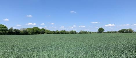 A vast field under a clear blue sky.