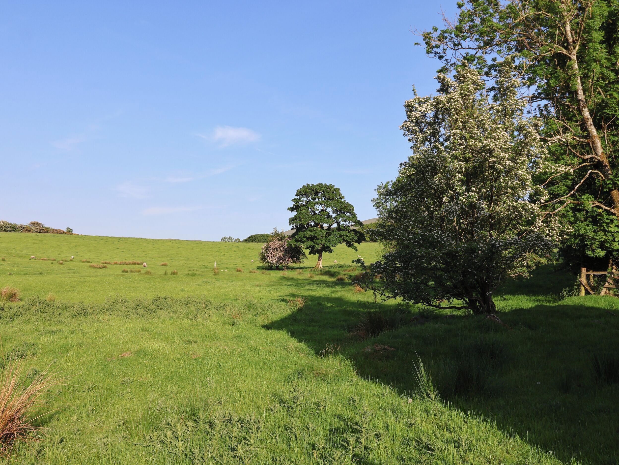 A grassy field with trees and a clear sky.