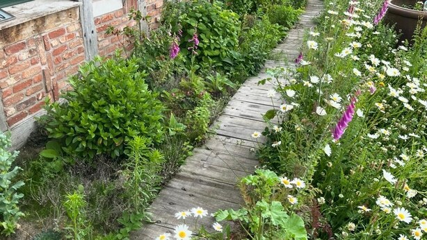 A garden pathway with a brick wall and wooden fence, surrounded by various plants and flowers. - Quiet vacation home "Zum Holzwurm" with large terrace & winter garden! (Molbergen)