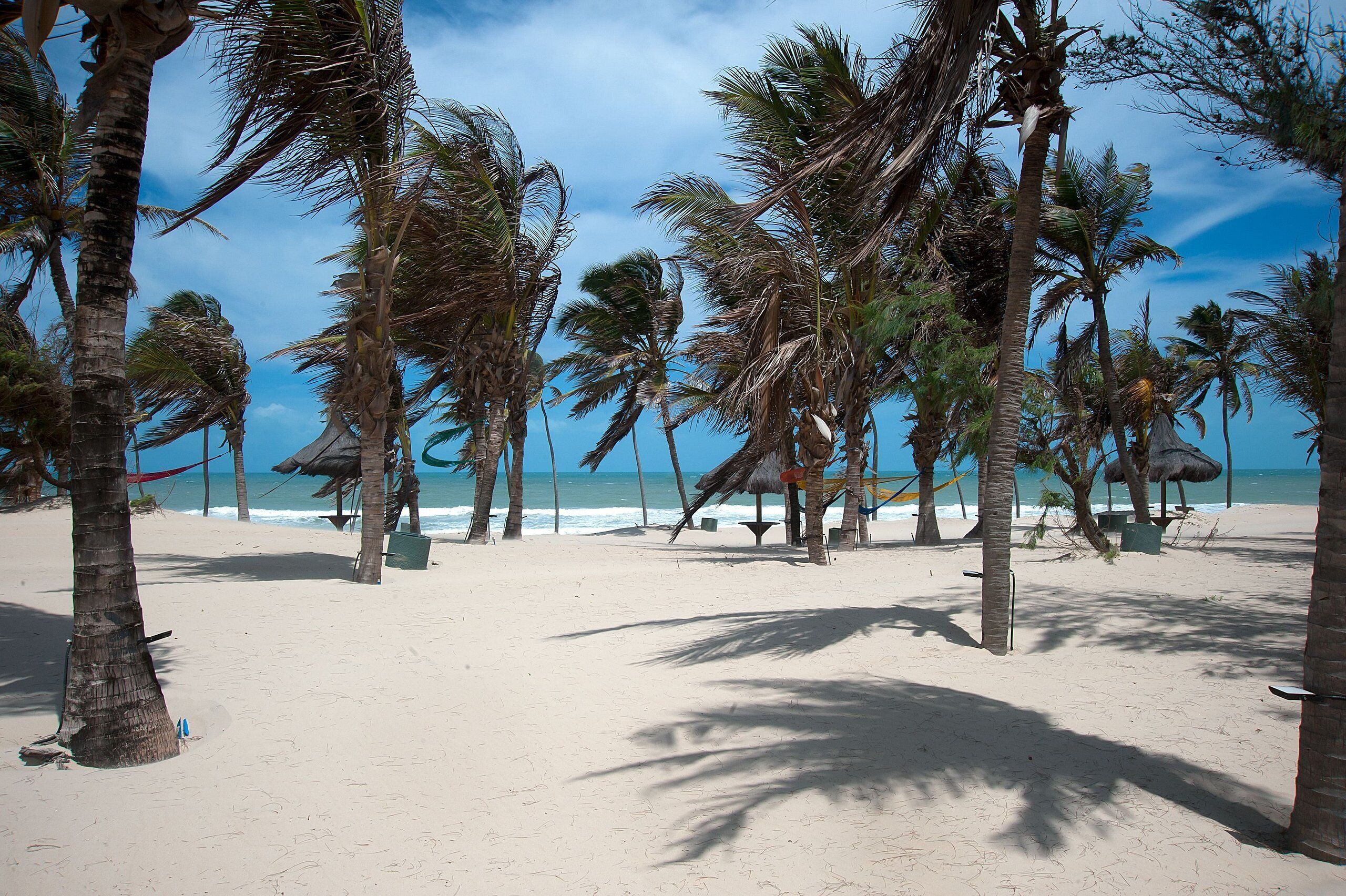 Una playa con palmeras y cielo despejado.