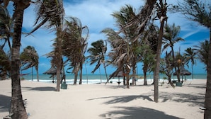 Una playa con palmeras y cielo despejado.